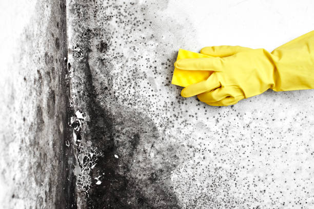 Certified Mold Removal in Stroudsburg, PA