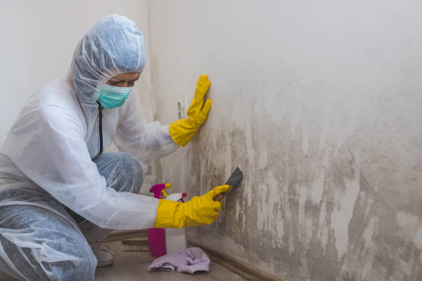 Certified Mold Removal in Stroudsburg, PA