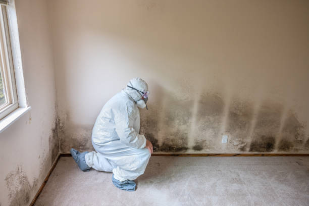 Trusted Stroudsburg, PA Mold Removal Experts