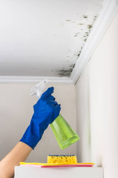 Best Toxic Mold Removal  in Stroudsburg, PA