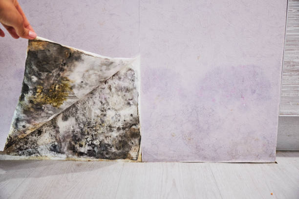 Best Residential Mold Removal  in Stroudsburg, PA